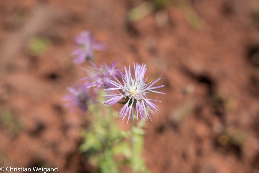 Blume auf Sardinien