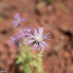 Blume auf Sardinien mit f/3,2