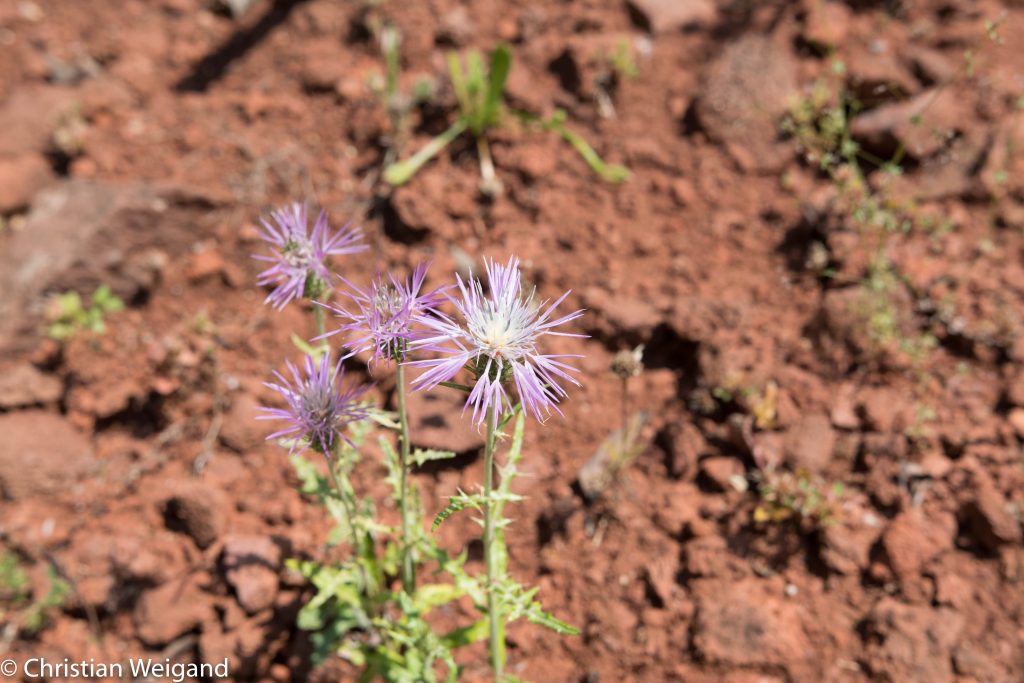 Blume auf Sardinien mit f/9,0