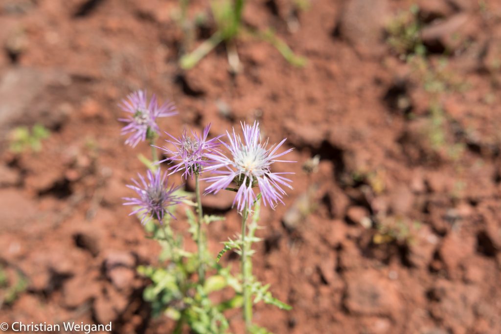 Blume auf Sardinien