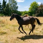 Pferd im Galopp